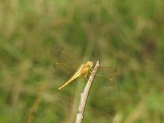 Crocothemis servilia