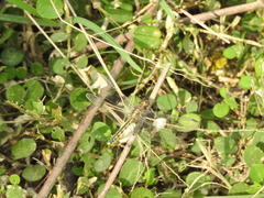 Indothemis carnatica