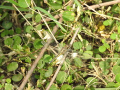 Indothemis carnatica