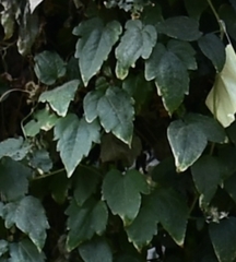 Clematis vitalba