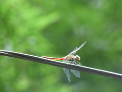 Sympetrum