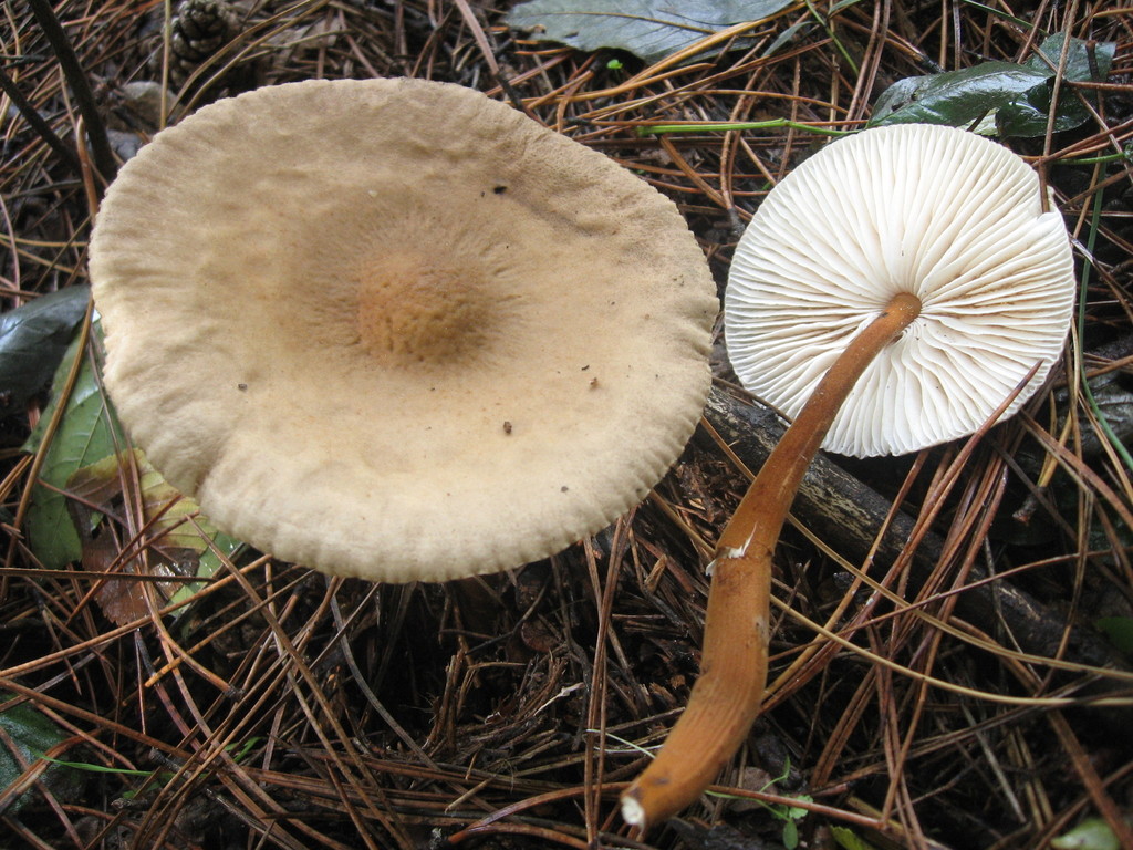 Xerula pudens