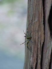 Trichonephila clavata