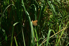 Heteronympha cordace