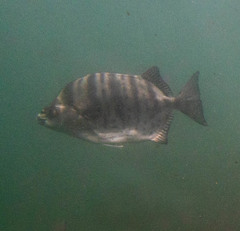 Selenotoca multifasciata