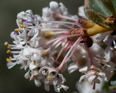 Ceanothus megacarpus megacarpus