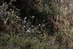 Ceanothus megacarpus megacarpus