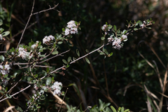 Ceanothus megacarpus megacarpus