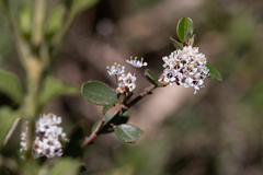 Ceanothus megacarpus megacarpus