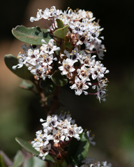 Ceanothus megacarpus megacarpus
