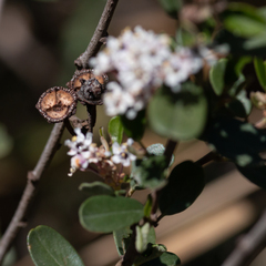 Ceanothus megacarpus megacarpus