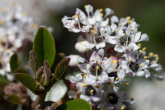 Ceanothus megacarpus megacarpus