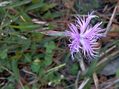 Dianthus pygmaeus