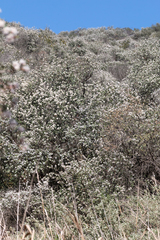 Ceanothus megacarpus megacarpus