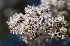 Ceanothus megacarpus megacarpus