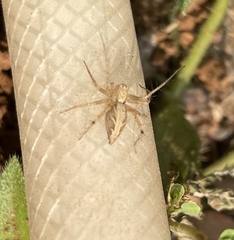 Oxyopes javanus