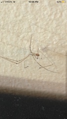 Pholcus phalangioides