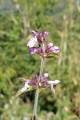 Stachys melissifolia