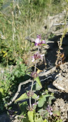 Stachys melissifolia