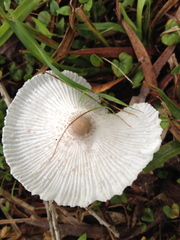 Leucocoprinus brebissonii