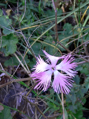 Dianthus pygmaeus