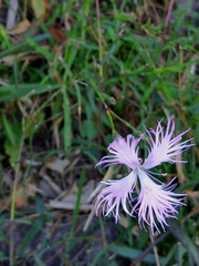 Dianthus pygmaeus