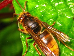 Vespula koreensis