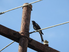 Dicrurus macrocercus