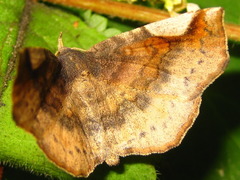 Pangrapta perturbans