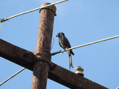 Dicrurus macrocercus