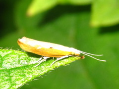 Ypsolopha blandella