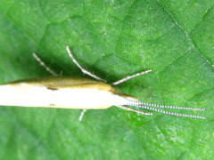 Ypsolopha blandella