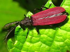 Macrolycus flabellatus