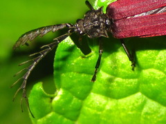 Macrolycus flabellatus