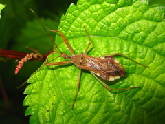 Epidaus tuberosus