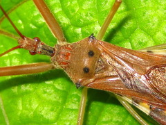 Epidaus tuberosus