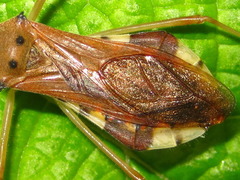 Epidaus tuberosus