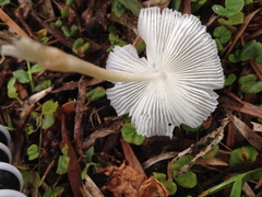 Leucocoprinus brebissonii
