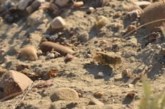 Trimerotropis salina