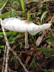 Leucocoprinus brebissonii