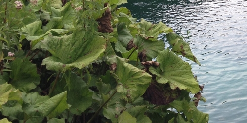 Petasites kablikianus (Petasites kablikianus)