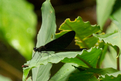 Matronoides cyaneipennis