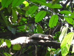 Callosciurus notatus