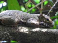 Callosciurus notatus