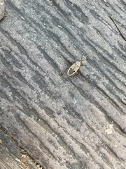 Probergrothius nigricornis