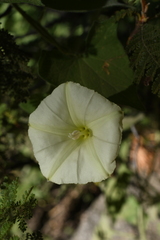 Calystegia malacophylla