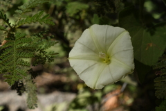Calystegia malacophylla