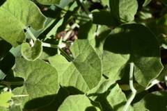 Calystegia malacophylla