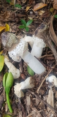 Phallus atrovolvatus