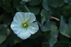 Calystegia malacophylla